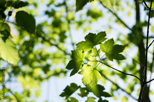 
Green maple leaves in the sunshine