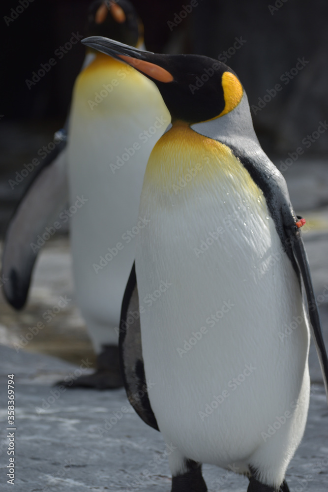 Fototapeta premium 旭山動物園 ペンギン