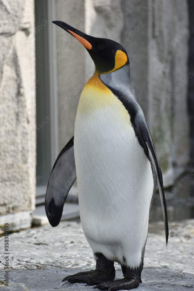 Obraz premium 旭山動物園 ペンギン