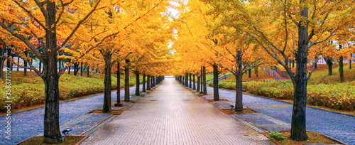 Photography Walkway under the trees in autumn at  Fukushima Japan