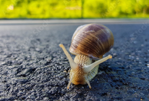 a snail walking on the asphalt after the rain