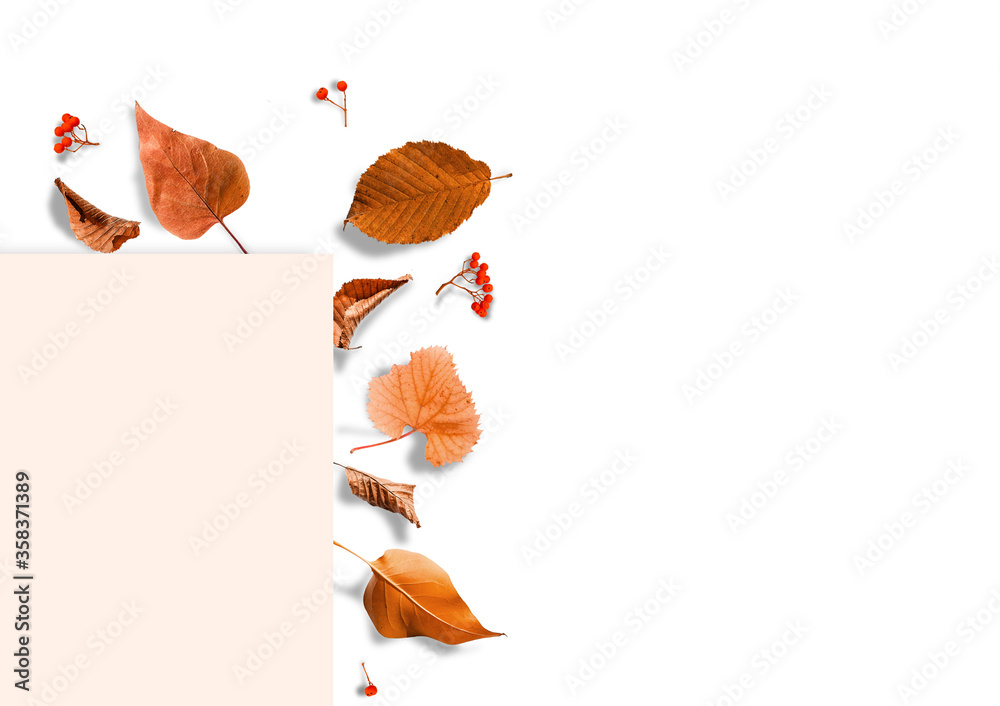 Plakat Multicolored leaves. Colorful autumn leaves collection isolated on white background