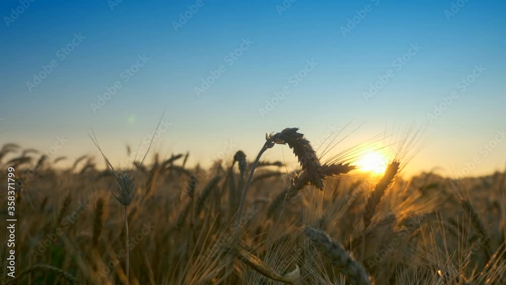 Morning Sunrise Shine Though Wheat Ears Morning Sunrise Shine Though Wheat Ears