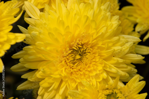 Close Up of Yellow Chrysanthemums Flower in Horizontal Orientaton, Perfect for Wallpaper and Background © Arnav