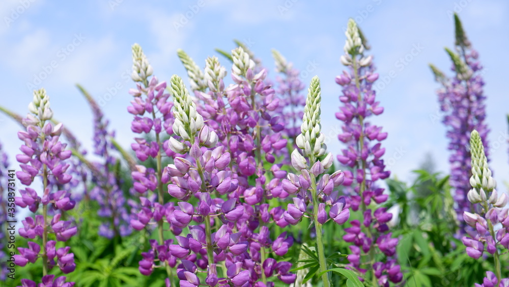Obraz premium lavender field in provence. lupins