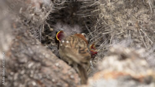 Rufous-collared sparrow in natural behavior, feeding and removing the excrement of its chicks, nest in the middle of cacti. Atacama desert, Chile photo