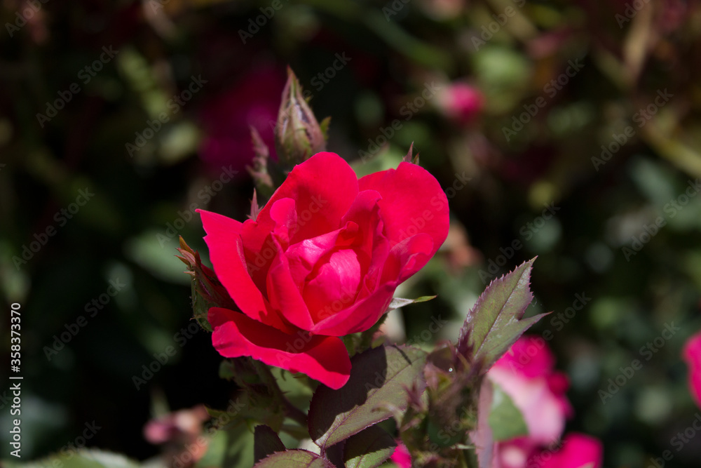 Red flower closeup Red flower closeup