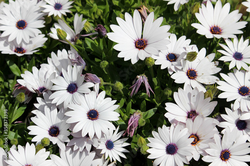 Margaritas del cabo en color blanco. Esta flor también se llama Dimorfoteca, Matacabras, Estrella polar, o Caléndula del Cabo