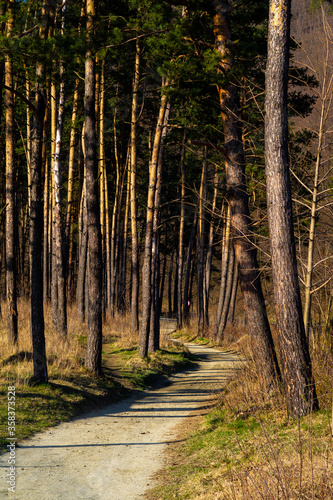 Fototapeta Naklejka Na Ścianę i Meble -  woods, trees, nature, trees, landscape, woods, autumn, woods, road, park, greenery, pine, sun, spark, summer, road, birch, countryside, foliage, feuille, spring, season, feuille, rainfall, light sunny
