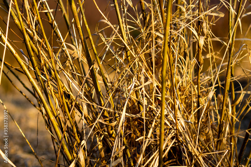 wheat, agriculture, fields, crop, farm, plant, cereal, nature, tube, porridge, yellow, harvest, gras, summer, ripe, hay, gold, unsaturated, barley, corn, ear, gold, food, texture, rural