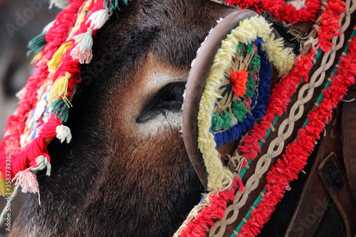 Fotografía Detail of a donkey from the town of Mijas (Malaga)