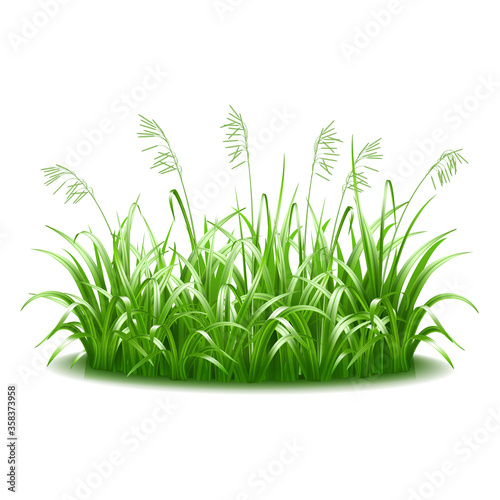 A thick tuft of green, juicy, bright grass. © tassel78
