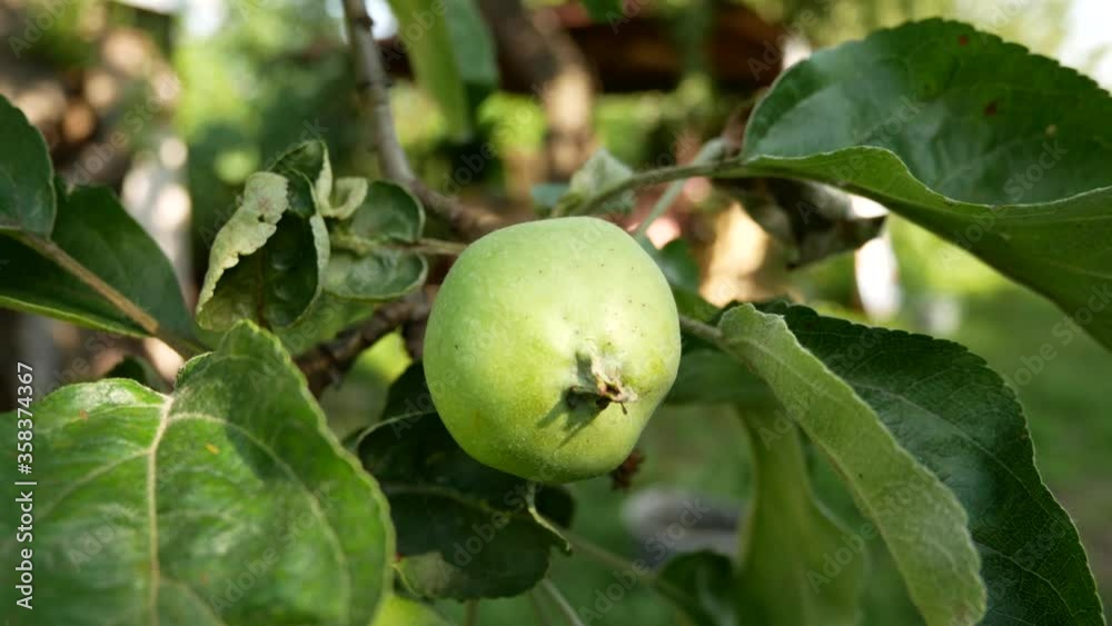 Ripening green apple on a tree branch among green leaves. Orchard in summer, fruit growing Ripening green apple on a tree branch among green leaves. Orchard in summer, fruit growing