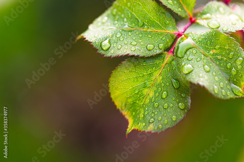 water drop on leaf at nature close-up macro. Fresh juicy green leaf in droplets of morning dew outdoors.