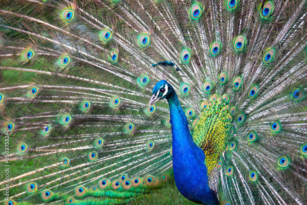 Obraz premium Pfau schlägt ein Rad