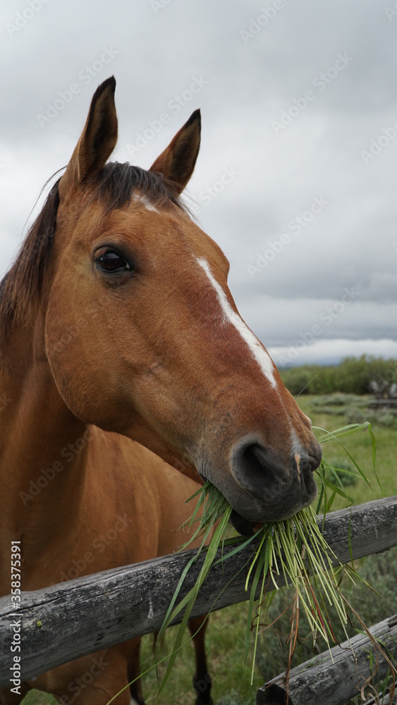 Obraz premium horse eating