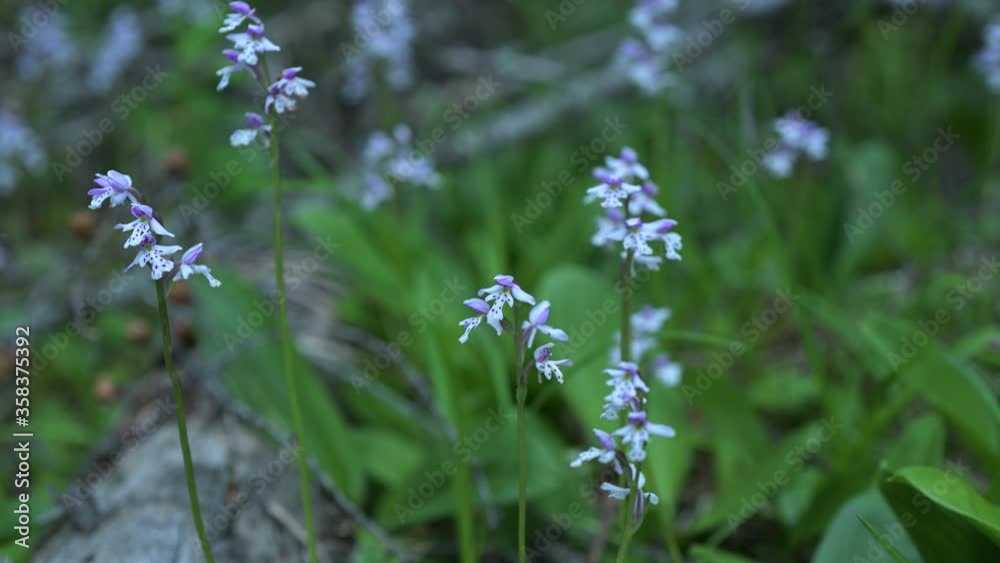 Macro of view two delicate wild orchids moving slowly in the wind. The orchids are positioned on the left side with the rest of the view intentionally out of focus. Macro of view two delicate wild orchids moving slowly in the wind. The orchids are positioned on the left side with the rest of the view intentionally out of focus.