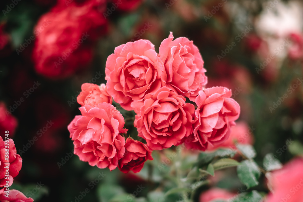 Beautiful blooming roses in the garden. Floral background. Beautiful blooming roses in the garden. Floral background.