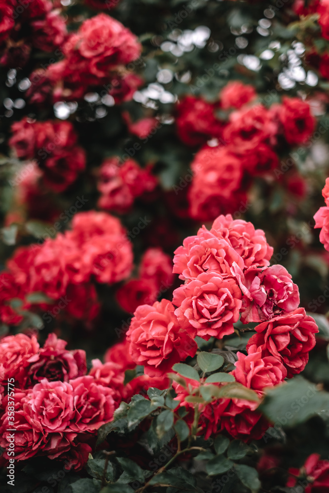Beautiful blooming roses in the garden. Floral background. Beautiful blooming roses in the garden. Floral background.