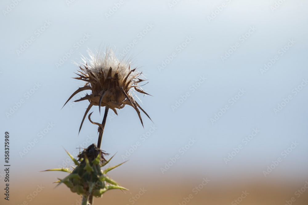 Scotch thistle trimmed from the horizon.