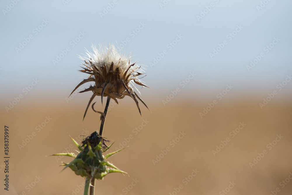 Scotch thistle in the field.