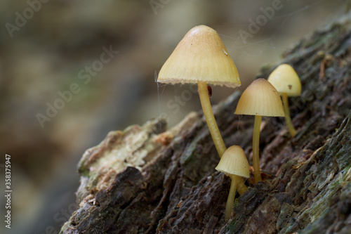 Inedible mushroom Mycena renati in the beech forest. Known as beautiful bonnet. Group of wild yellow mushrooms growing on the tree stump.