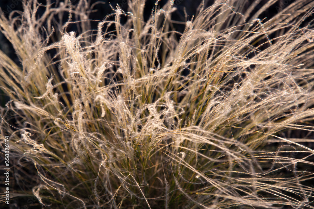 Fototapeta premium Abstract defocused background from grass glowing in the sun