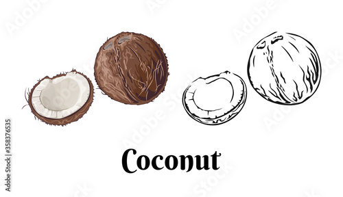 Coconut isolated on white background. Vector color illustration of  whole and pieces coconut in cartoon flat style and black and white outline. Organic food Icon.