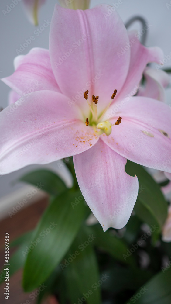 Oriental Pink Lily on white background Oriental Pink Lily on white background