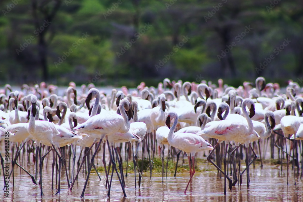 Fototapeta premium Africa. Kenya. Lake Nakuru. Flamingo. Flock of flamingos. The nature of Kenya. Birds of Africa.