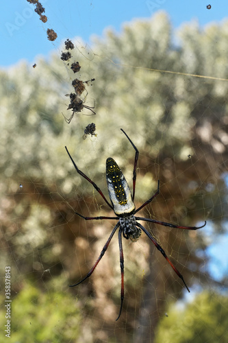 Red legged golden orb weaver spider female - Nephila inaurata madagascariensis, resting on her nest, few caught flies behind, blurred bushes in background