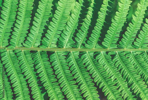 fern as a background close-up. natural green background