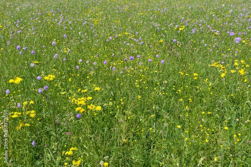 Cheerful fresh summer meadow with green grass yellow and purple flowers