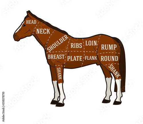 vector butcher diagram guide for cutting horse