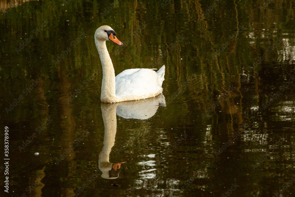 Fototapeta premium swan on the lake