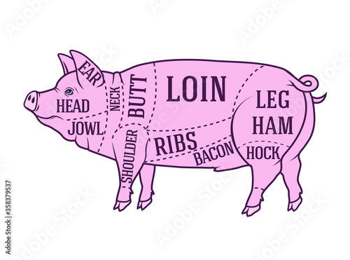 vector butcher diagram guide for cutting pork