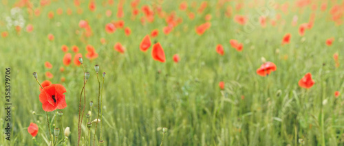 Bright red wild poppies growing in field of green unripe wheat, wide panorama, space for text