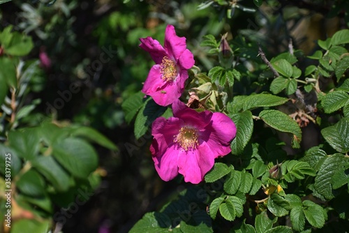 Wallpaper Mural Pink flowers of Rosa rugosa, in the garden. Torontodigital.ca