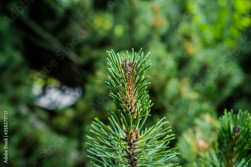 Beautiful spruce close-up. green color. Beautiful plant. Nature.