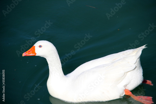 Greylag goose or graylag goose (Anser anser) swimming in a river photo