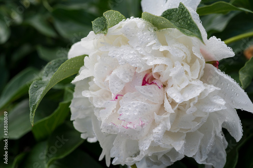 wet snow white flower with drops and green leaves