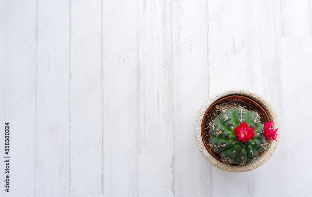 Cactus in a pot on white wooden background