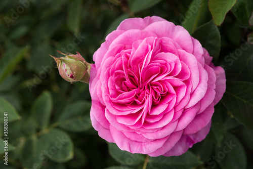 Fototapeta Naklejka Na Ścianę i Meble -  Blüte und Knospe einer englischen Rose