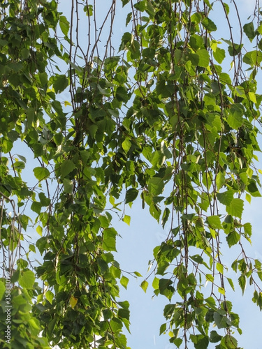birch on a background of blue sky. tree with green leaves   