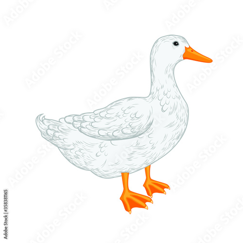 vector illustration of a duck