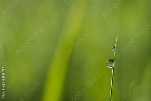 Drop of morning dew on a blade of grass