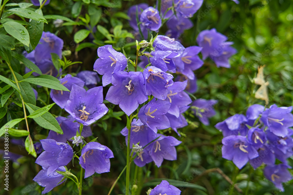 Lila, blaue Sommerblumen, Nahaufnahme Blüten im Sommer Lila, blaue Sommerblumen, Nahaufnahme Blüten im Sommer