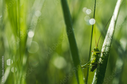 Grasshopper on a blade of grass in the early morning light © Branimir