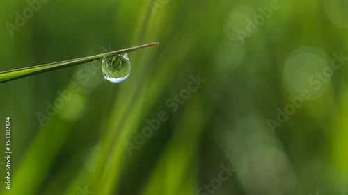 Drop of morning dew on a blade of grass