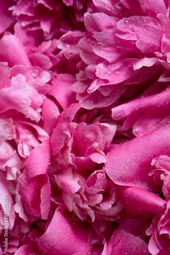 Flat lay pink pion  blooming  flowers brunch